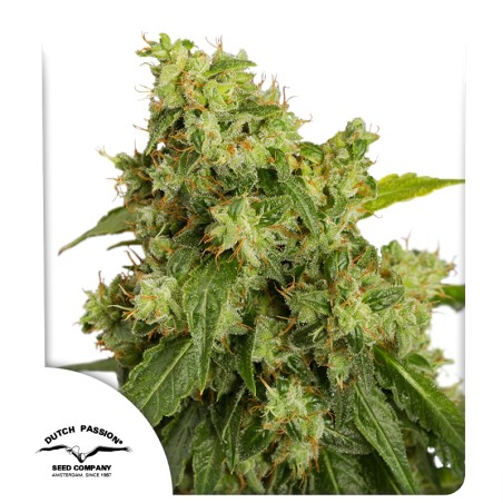 auto-xtreme-haze-image