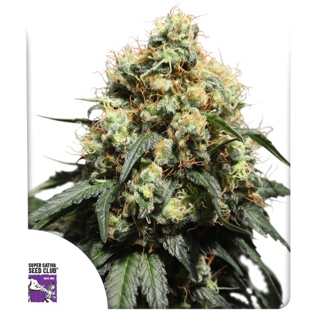bruce-lemon-diesel-image