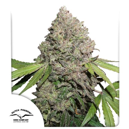 cbd-charlotte’s-angel-image