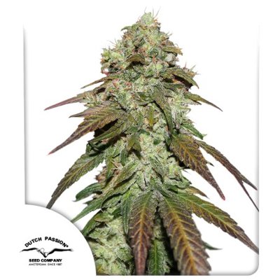 CBD Mazar
