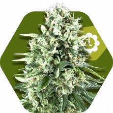 super-silver-haze-autoflowering-image