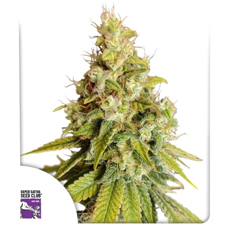 lemon-og-image