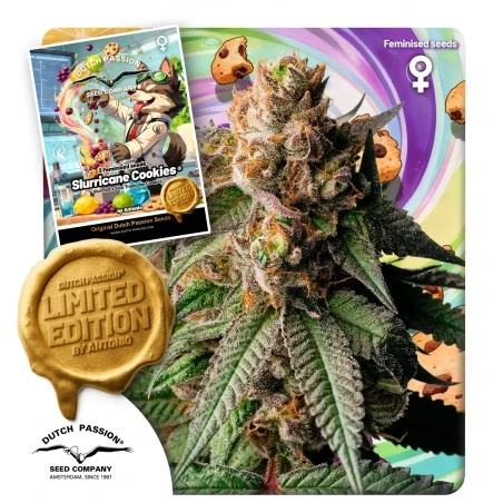 slurricane-cookies-image