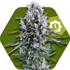northern-lights-xl-autoflowering-image