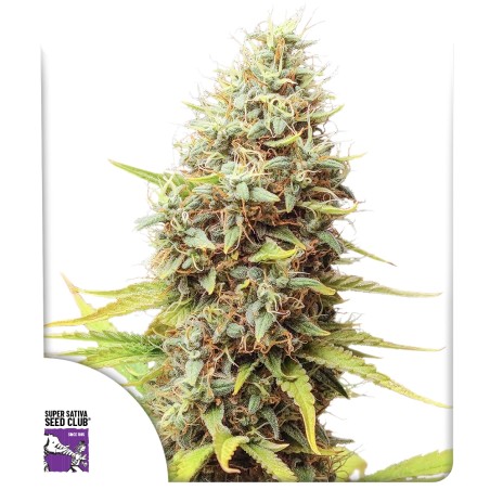 sour-tangie-dawg-image