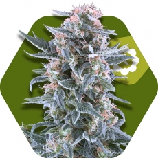 blueberry-autoflowering-image