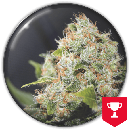 bcn-sour-diesel-image