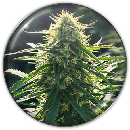 biorelief-cbd-image