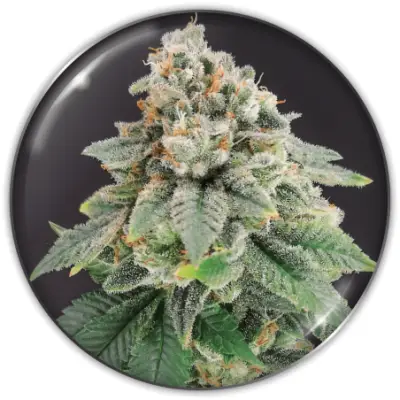 Bluehell CBD