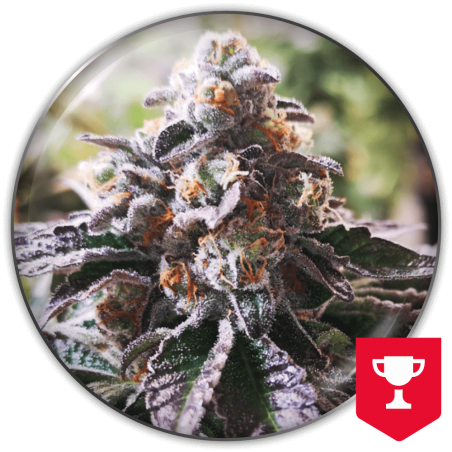 cookies-purple-punch-image