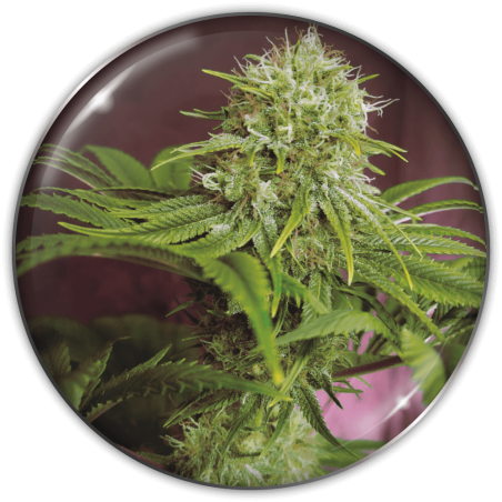 elixir-vitae-cbd-image