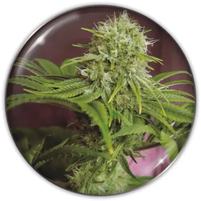 Elixir Vitae CBD