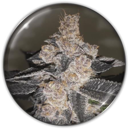 gelato-242-image