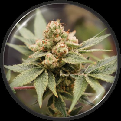 Grape CBD