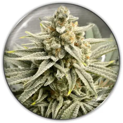 Grape Fuel