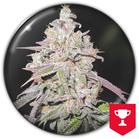 mendocino-chanel-kush-image