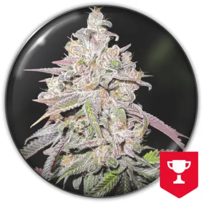 Mendocino Chanel Kush