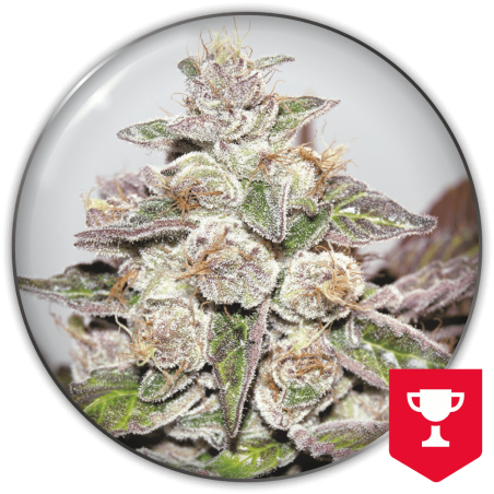 mendocino-purple-kush-image