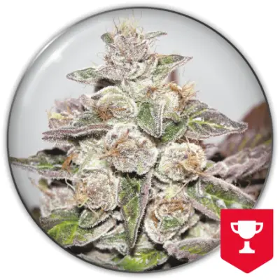 Mendocino Purple Kush