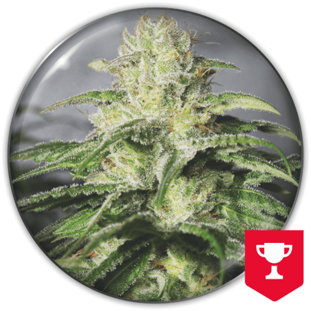 og-kush-cbd-image