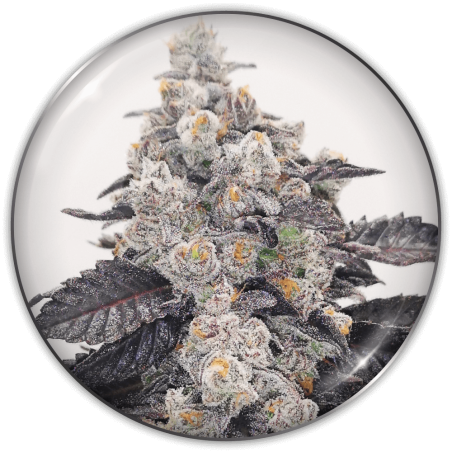 pink-sherbert-image