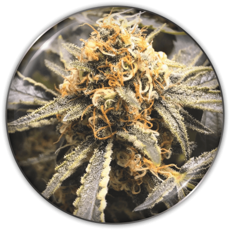 recovery-cbd-image