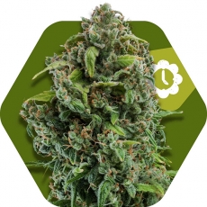 nyc-diesel-autoflowering-image