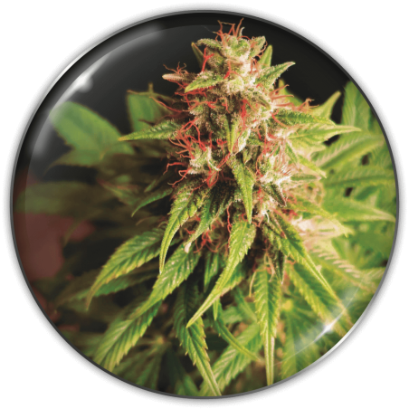 red-cross-cbd-image