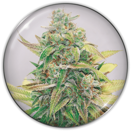 strawberry-cake-cbd-image