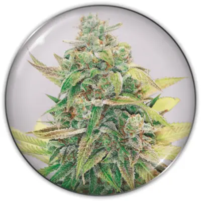 Strawberry Cake CBD