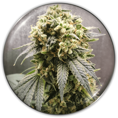 superfruit-cbd-image