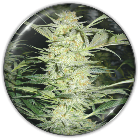 white-widow-image