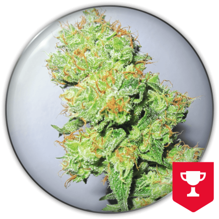 y-griega-cbd-image