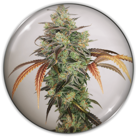y-griega-cbd-2.0-image