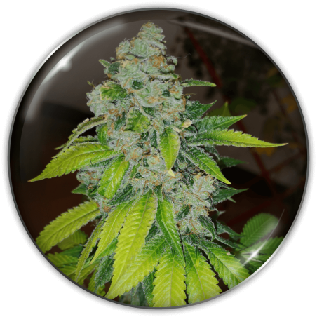 zkittlez-image