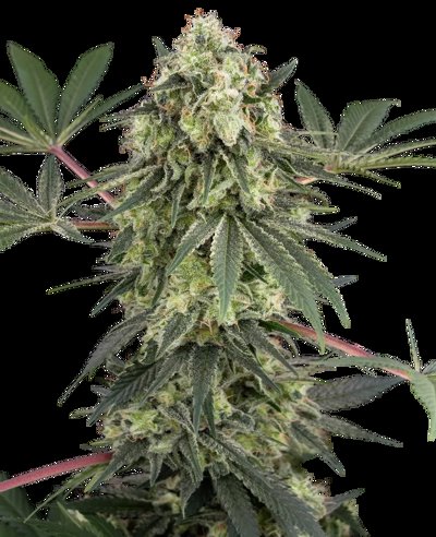 Acai Bacio Feminized