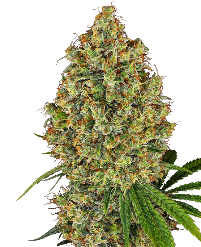 ak-420-feminized-image