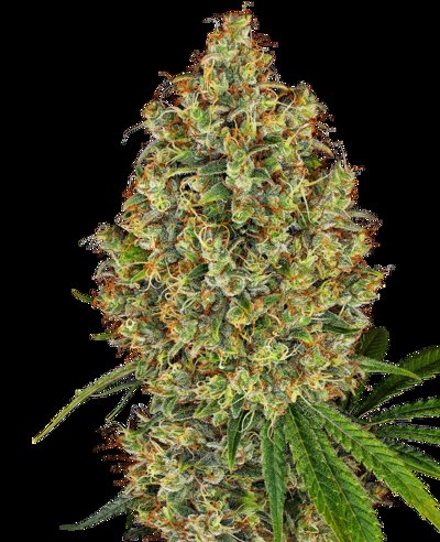AK-420 Feminized