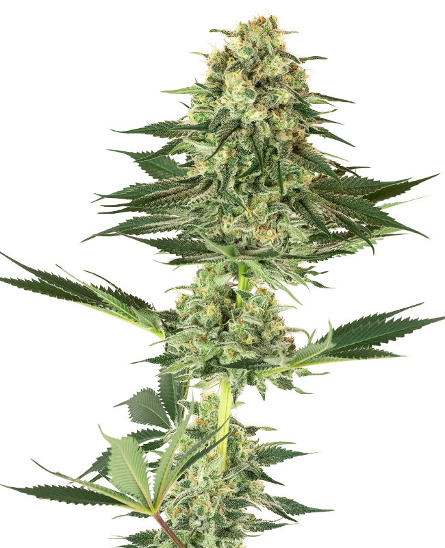 banana-kush-feminized-image