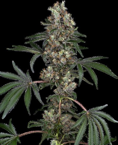 Chemberries Feminized