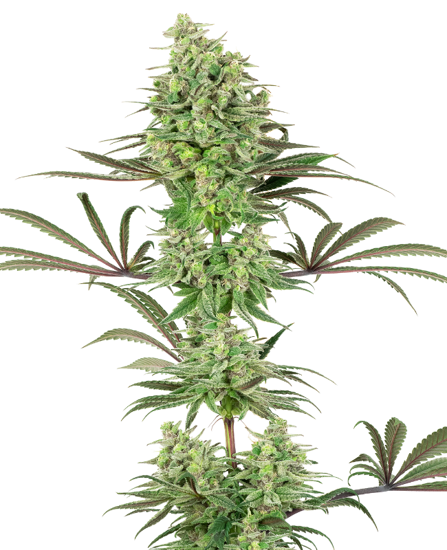 double-banana-kush-feminized-image