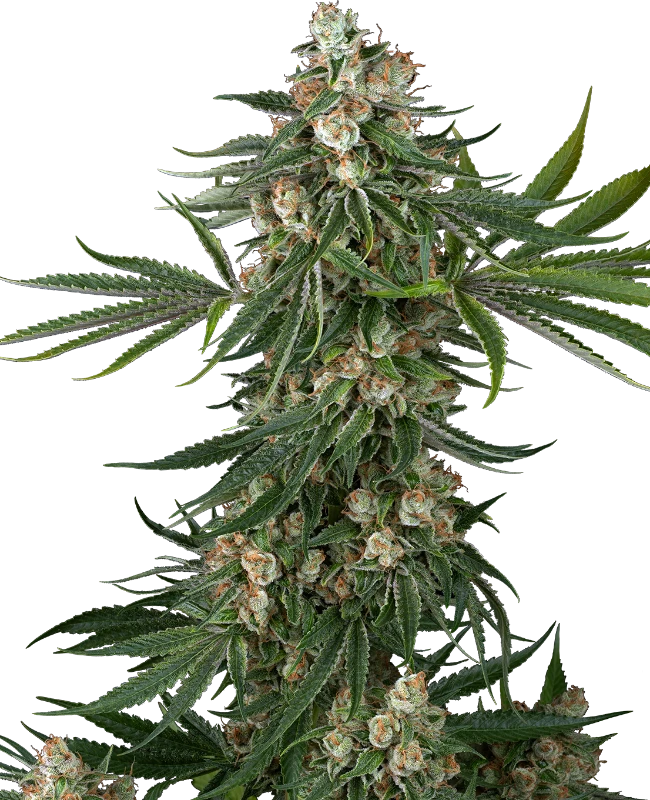 fallout-og-feminized-image