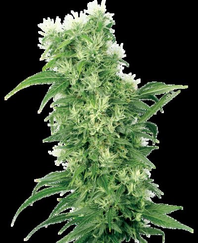 Female Mix