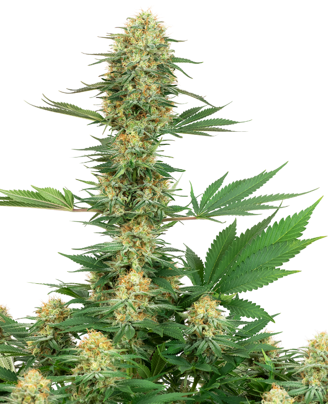 gelato-420-feminized-image