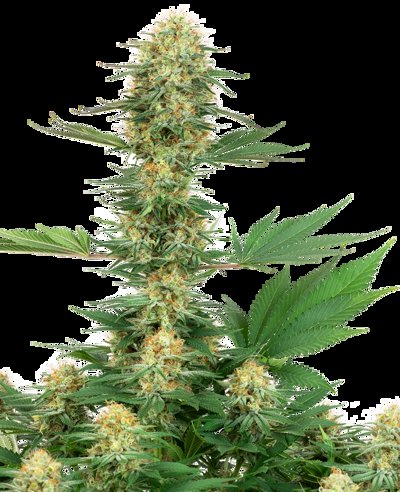 Gelato #420 Feminized