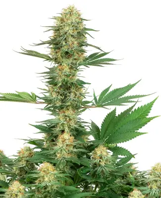 Gelato #420 Feminized