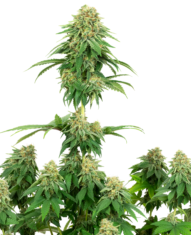 girl-scout-cookies-feminized-image