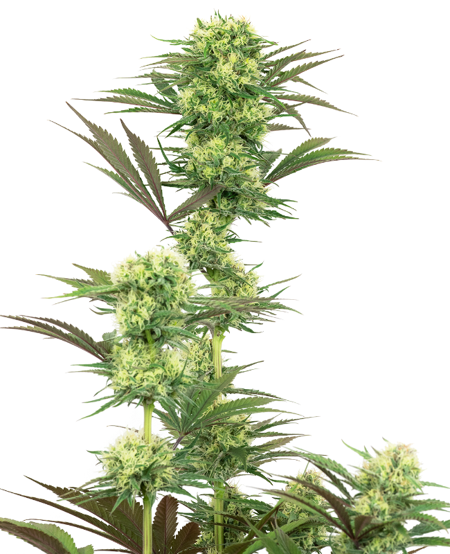 guava-jelly-feminized-image