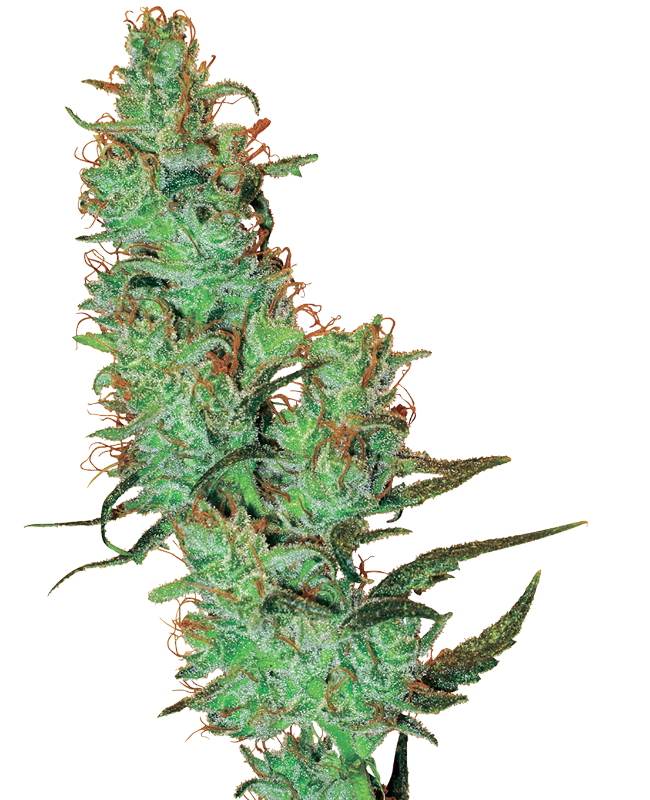 jack-herer-image