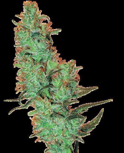 Jack Herer
